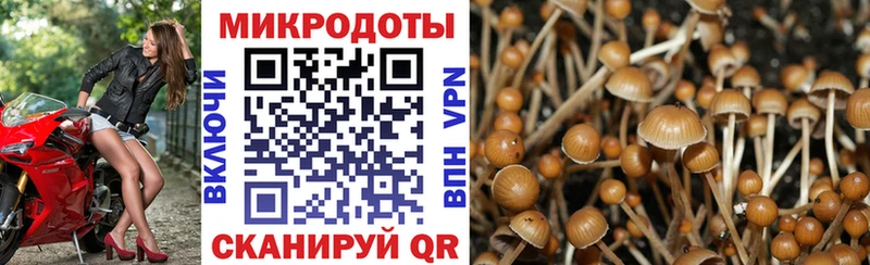 Купить закладки  Магадан  Псилоцибиновые грибы Cubensis 